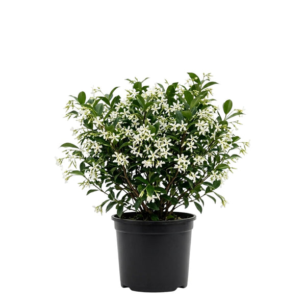 Green Star Jasmine Plant, White Fragrant Flower, 10 Inch Tall, 3 Inch Pot
