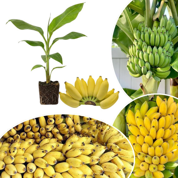 NAM Wah Banana Plant Live, Live Starter Plant, 4-6 Inch Tall