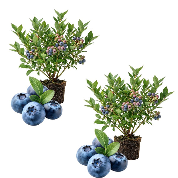 2 Jewel Blueberry Plant Live, Sweet Berry Shrub, 4-6 Inch Tall