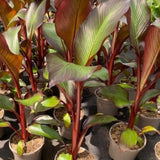 Red Foliage Banana Plant Live, Sweet Fruit Banana Tree 4-7 Inch Tall