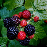 3 Black Raspberry Live Plants, 3-5 Inch Tall