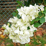 2 White Bougainvillea Plants Live, Rooted Vine Starter, 4-7 Inch Tall