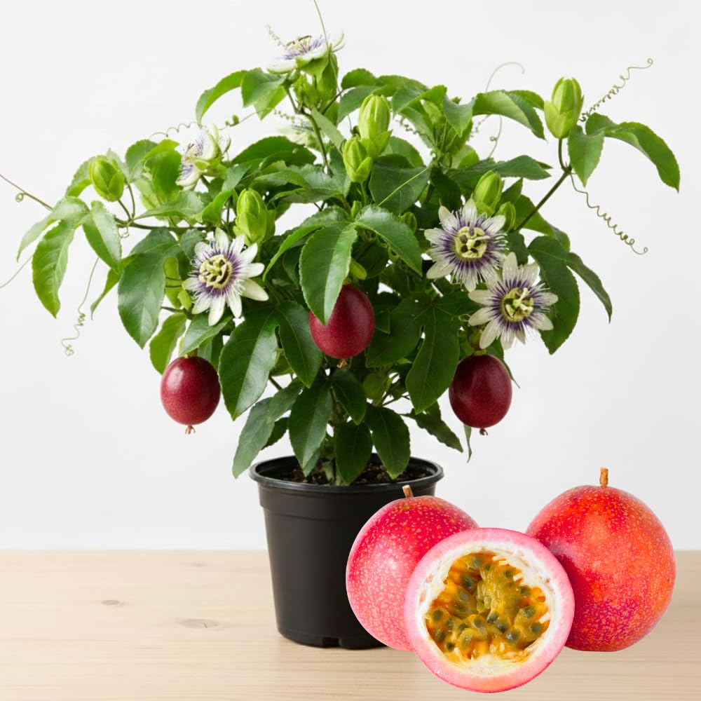 Red Passion Fruit Live Plant, Well-Rooted Starter Plant, 4-6 Inch Tall