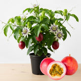 Red Passion Fruit Live Plant, Well-Rooted Starter Plant, 4-6 Inch Tall
