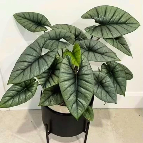 Silver Alocasia Live Plant, Rare Tropical Plant, 2-4 Inch Tall