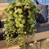 String of Turtles Live Plant, Indoor Succulent Plant, 2 Inch Pot