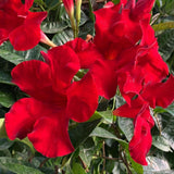 2 Red Live Live Mandevilla Plants, Live Starter Plant, 4-8 Inch Tall