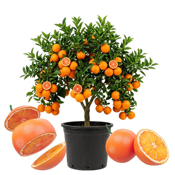Orange Tree Live, Citrus Fruit Tree, 1 Ft Tall, 1 Gallon Pot