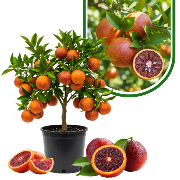 Orange Tree Live Plant, Blood Orange Tree, 1-2 Ft Tall