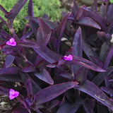 2 Purple Tradescantia Wandering Jew Plants Live, Houseplant, 4-6 Inch Tall