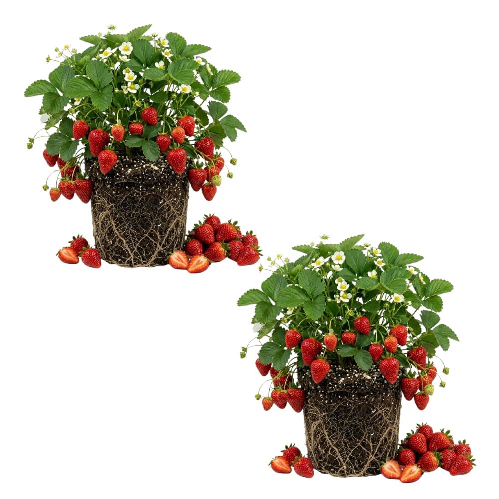 2 Sweet Strawberry Live Plants, Indoor Outdoor Plant, 4-6 Inch Tall