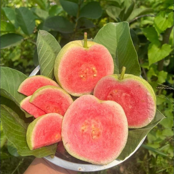 2 Pink Guava Live Plants, 6 Months Old 4-6 Inches Tall, Sweet Tropical Guava Fruit Tree, Cold Hardy, No Pot