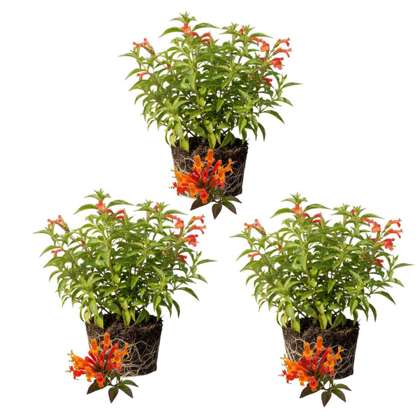 3 Hamelia Firefly Plant Live, Hamelia Live Plant, 4-6 Inch Tall