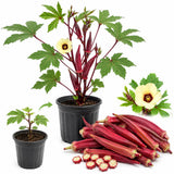 2 Red Okra Plants Live, Vegetable Start Plant for Home Garden, 4 Inc Pot