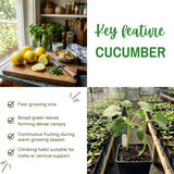 2 Lemon Cucumber Live Plants, High Yield Vegetable Plant, 6-8 Inch Tall