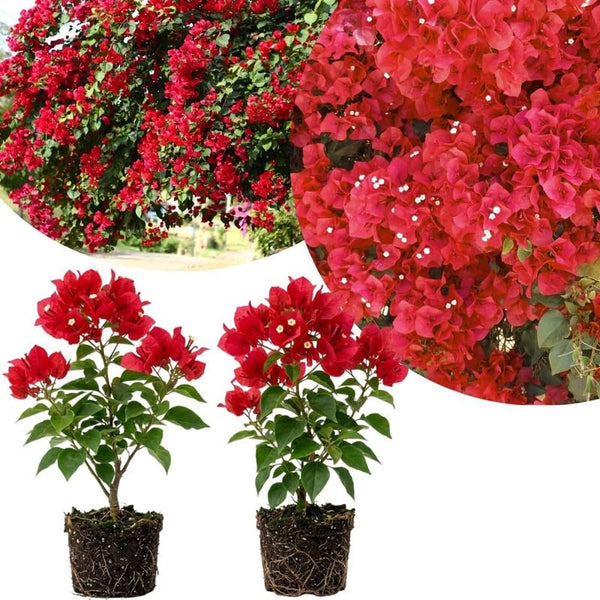 2 Red Bougainvillea Live Plants, Container Vine Plant, 4-7 Inch Tall
