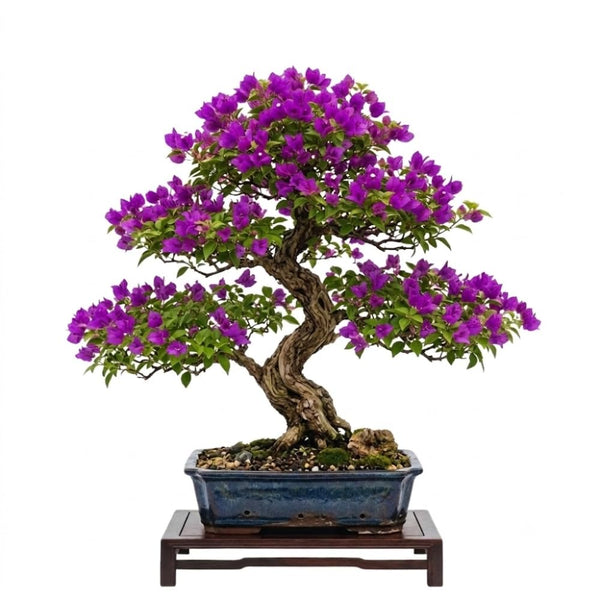 Purple Bougainvillea Live Plant, Flowering Vine, 4 Inch Tall
