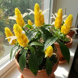 3 Yellow Shrimp Plants Live, Vibrant Flower Starter Plant, 4-7 Inch Tall