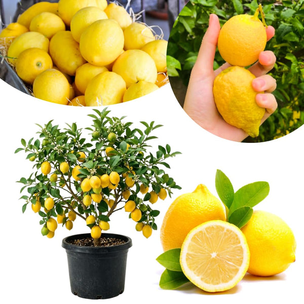 Yellow Meyer Lemon Live Tree, Citrus Fruit Tree, 2 Ft Tall, 1 Gallon Pot