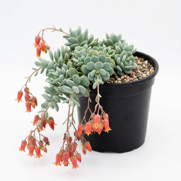Cotyledon Pendens Live Plant, Cliff Cotyledon Plant, 2 Inch Pot