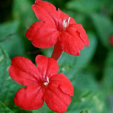 6 Red Mexican Petunia Live Plants, Live Starter Plant, 4-6 Inch Tall