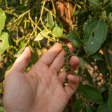 Black Pepper Live Plant, Hardy Garden Plant, 4-6 Inch Tall