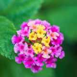 2 Ham and Eggs Lantana Live Plants, Lantana Flower Plant, 4-7 Inch Tall