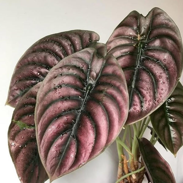 Red Alocasia Live Plant, Rare Tropical Plant, 2-4 Inch Tall