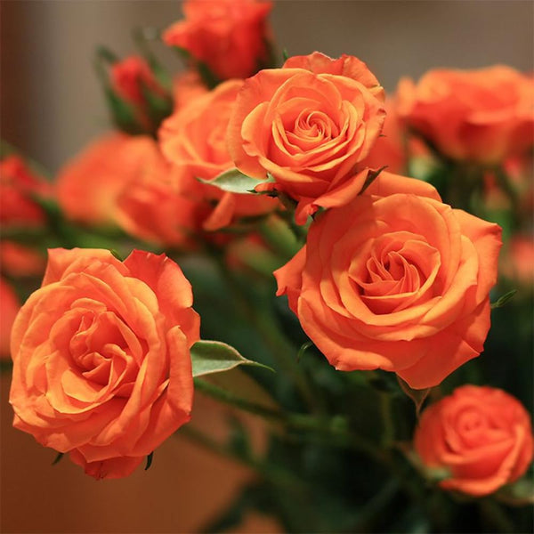 Miniature Live Rose Plant, Hardy Rose Plant, 3-5 Inch Tall, 3.5 Inch Pot