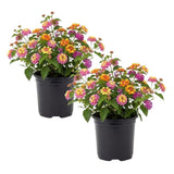 Set 2 Mixed Color Lantana Live Plant 4-6 Inches Tall