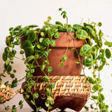 String of Turtles Live Plant, Indoor Succulent Plant, 2 Inch Pot