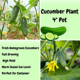 Cucumber Live Plant, Outdoor Garden Vine, 4 Inch Pot