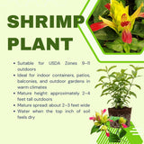 2 Fruit Shrimp Plants Live, Ready to Grow Plant, 4-6 Inch Tall