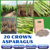20 Green Asparagus Live Roots, Ready to Grow Plant