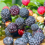 3 Black Raspberry Live Plants, 3-5 Inch Tall