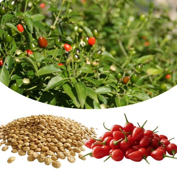 150 Chili Pequin Pepper Garden Seeds, Pepper Seeds for Planting