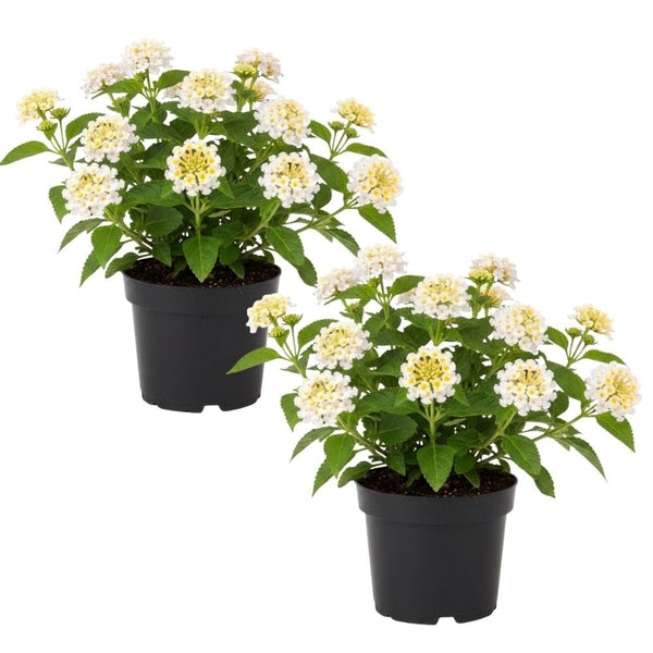 Set 2 White to Yellow Lantana Live Plant 4-6 Inches Tall