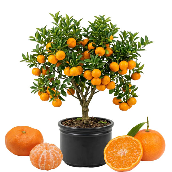 Orange Mandarin Live Plant, Home Garden Plant, 1 Gallon Pot