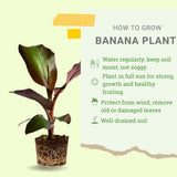Red Foliage Banana Plant Live, Sweet Fruit Banana Tree 4-7 Inch Tall