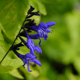 4 Dark Blue Sage Plants Live, Well-Rooted Starter Plant, 4-6 Inch Tall