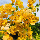 2 Yellow Bougainvillea Live Plants, Well-Rooted Flower Vine, 4-7 Inch Tall