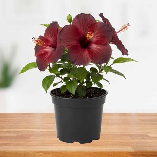 Red Hibiscus Live Plant, Hardy Garden Plant, 5-7 Inch Tall