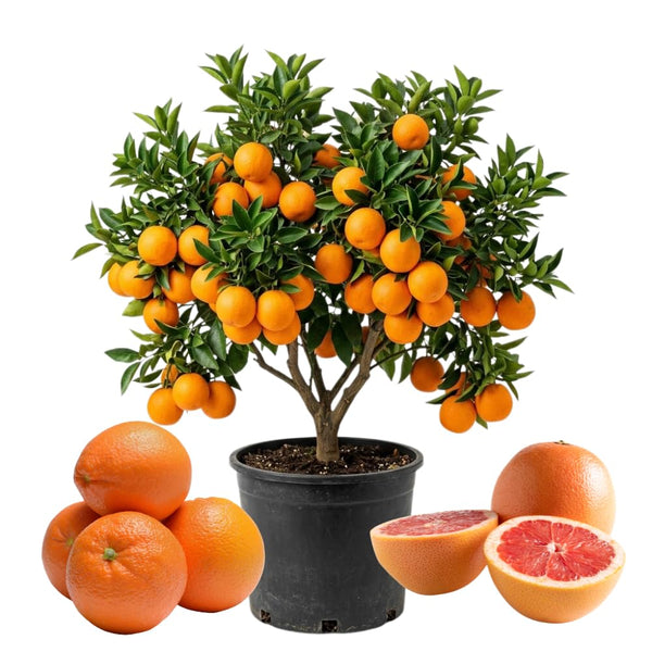 Orange Tree Live Plant, Citrus Fruit Tree, 1 Ft Tall, 1 Gallon Pot
