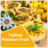 Yellow Live Passion Fruit Plant, Well-Rooted Starter Plant, 4-6 Inch Tall