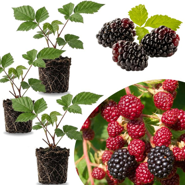 3 Thornless BlackBerry Plants Live, Backyard Berry Plant, 3-7 Inch Tall