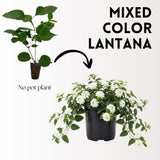 Set 2 White Lantana Live Plant 4-6 Inches Tall