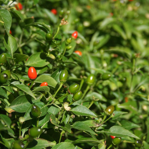 150 Chili Pequin Pepper Garden Seeds, Pepper Seeds for Planting