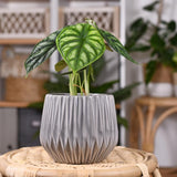 2 Silver Green Alocasia Live Plants, Patio Container Plant, 4-6 Inch Tall