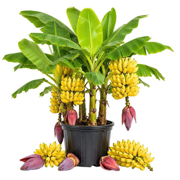 Dwarf Cavendish Banana Tree, Sweet Fruit Tree, 4-8 Inch Tall, 4 Inch Pot