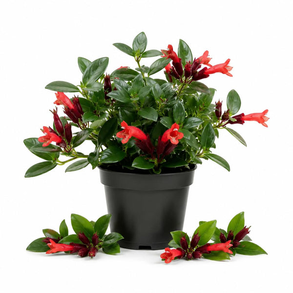 Red Lipstick Live Plant, Well-Rooted Houseplant, 2 Inch Pot